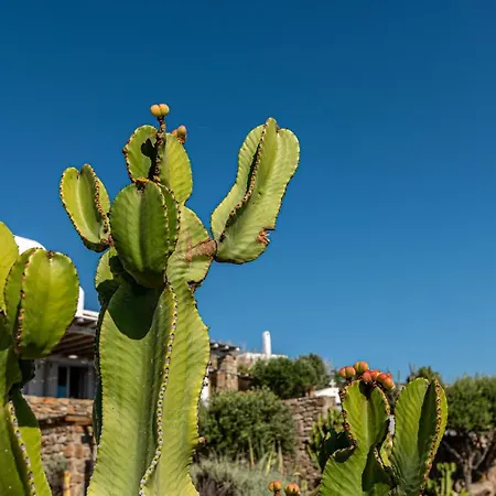 Βίλα Dreamlike Mykonos Ορνός